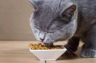 BestPet – зоомагазин качественных товаров для заботы о домашних питомцах