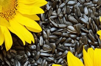 Сім помилок при купівлі насіння, які коштують господарству врожаю